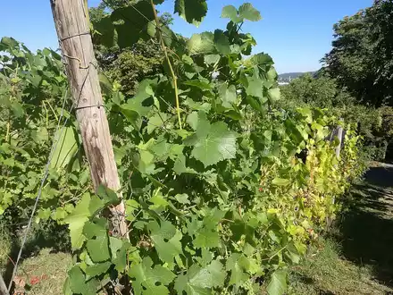 Weinstock (Archiv) - Foto: über dts Nachrichtenagentur