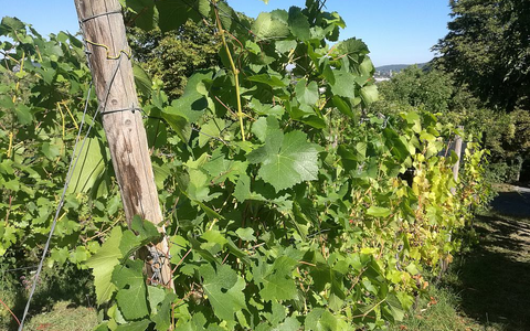 Weinstock (Archiv) - Foto: über dts Nachrichtenagentur