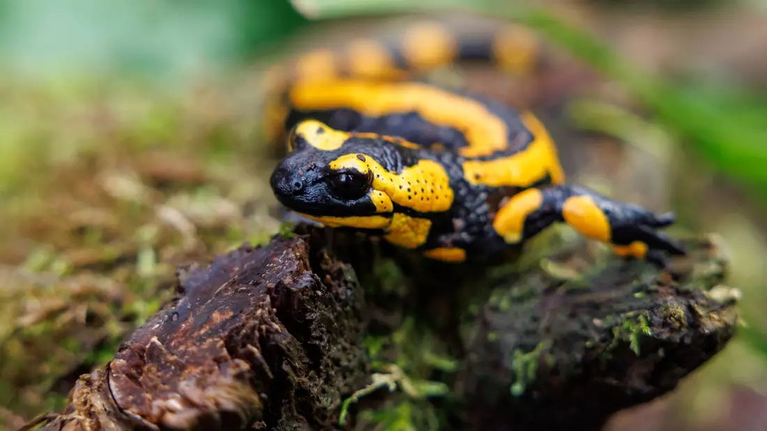 Ein Feuersalamander im Tiergarten Nürnberg. Die Art ist bedroht, unter anderem durch eine Pilzerkrankung. - Bild: Daniel Karmann/dpa