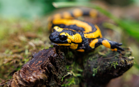 Unter den Amphibien seien die Salamander die am stärksten bedrohte Gruppe. - Foto: Daniel Karmann/dpa