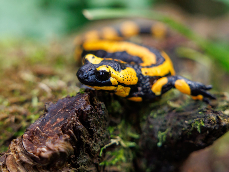 Unter den Amphibien seien die Salamander die am stärksten bedrohte Gruppe. - Foto: Daniel Karmann/dpa