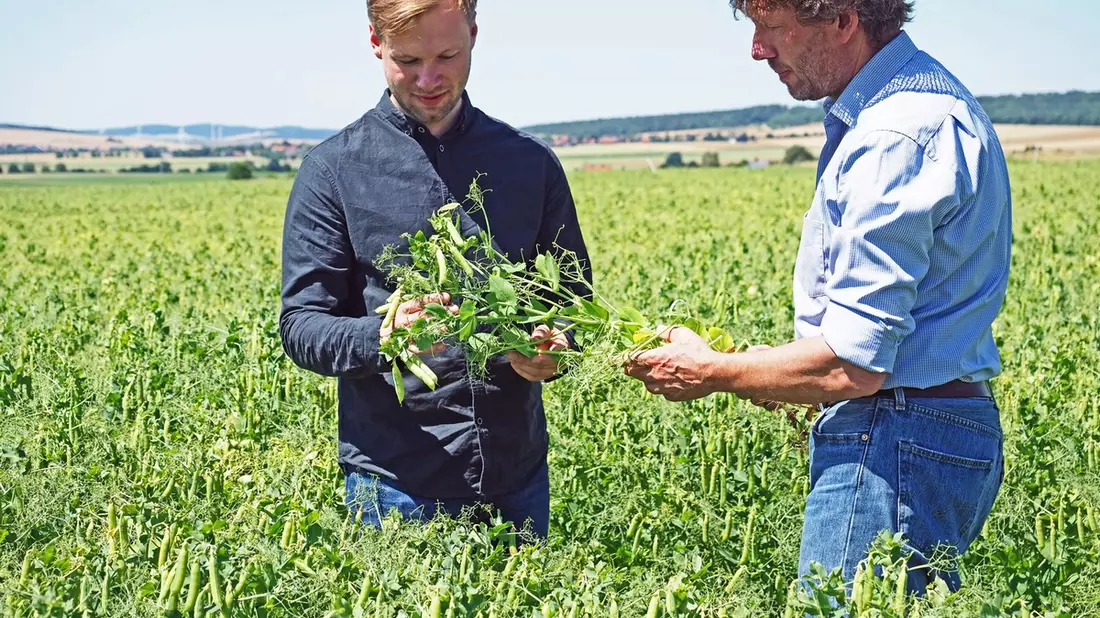 Neues Geschäftsfeld: Nordzucker investiert in pflanzenbasierte Proteine - neues Werk geht 2026 in Betrieb - Bild: presseportal.de
