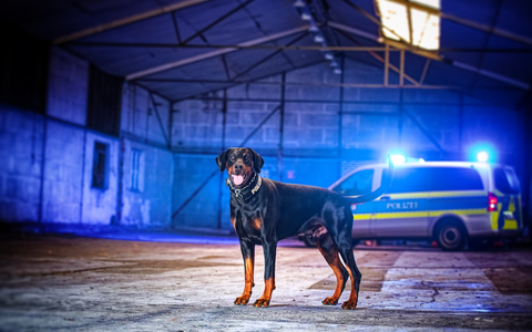 POL-MG: 21-Jähriger gestellt: Diensthund Hawk findet Betäubungsmittel - Foto: presseportal.de