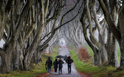 Über Jahrhunderte haben die knorrigen Buchen ihr einmaliges Aussehen entwickelt. - Foto: Liam Mcburney/Press Association/dpa
