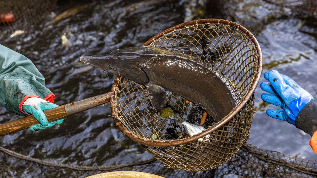 Ein Stör zappelt im Kescher (Archivbild). - Foto: Frank Hammerschmidt/dpa