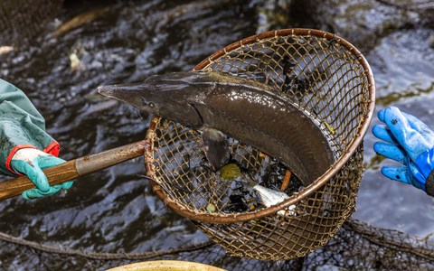Ein Stör zappelt im Kescher (Archivbild). - Foto: Frank Hammerschmidt/dpa