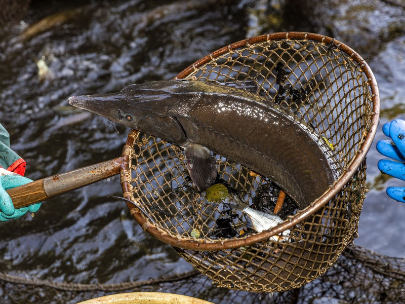 Ein Stör zappelt im Kescher (Archivbild). - Foto: Frank Hammerschmidt/dpa