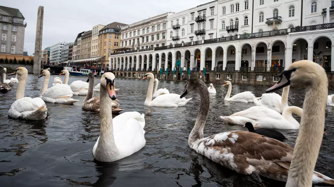 Schwäne schwimmen in einer Schleuse der Alster. Hamburgs Alsterschwäne kommen in ihr Winterquartier. - Bild: Daniel Bockwoldt/dpa