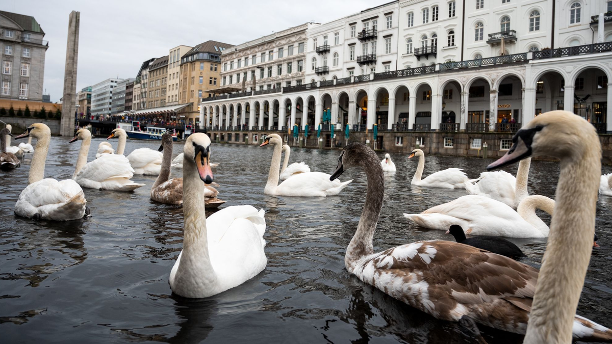 Schwäne schwimmen in einer Schleuse der Alster. Hamburgs Alsterschwäne kommen in ihr Winterquartier. - Foto: Daniel Bockwoldt/dpa
