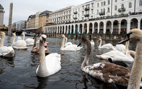 Schwäne schwimmen in einer Schleuse der Alster. Hamburgs Alsterschwäne kommen in ihr Winterquartier. - Foto: Daniel Bockwoldt/dpa