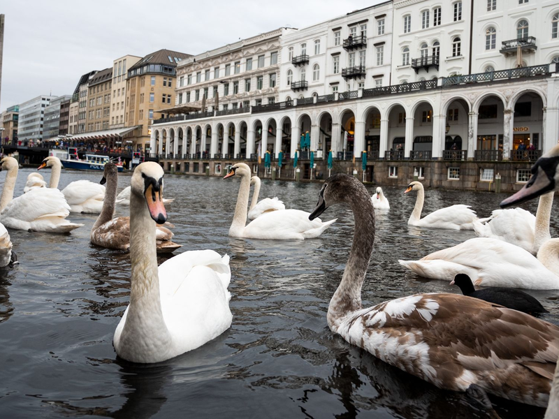 Schwäne schwimmen in einer Schleuse der Alster. Hamburgs Alsterschwäne kommen in ihr Winterquartier. - Foto: Daniel Bockwoldt/dpa