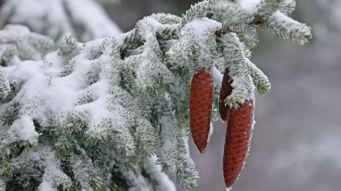 Fichtenzapfen hängen an einer mit Schnee bedeckten Fichte auf dem Brocken. - Bild: Matthias Bein/dpa
