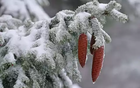 Fichtenzapfen hängen an einer mit Schnee bedeckten Fichte auf dem Brocken. - Foto: Matthias Bein/dpa