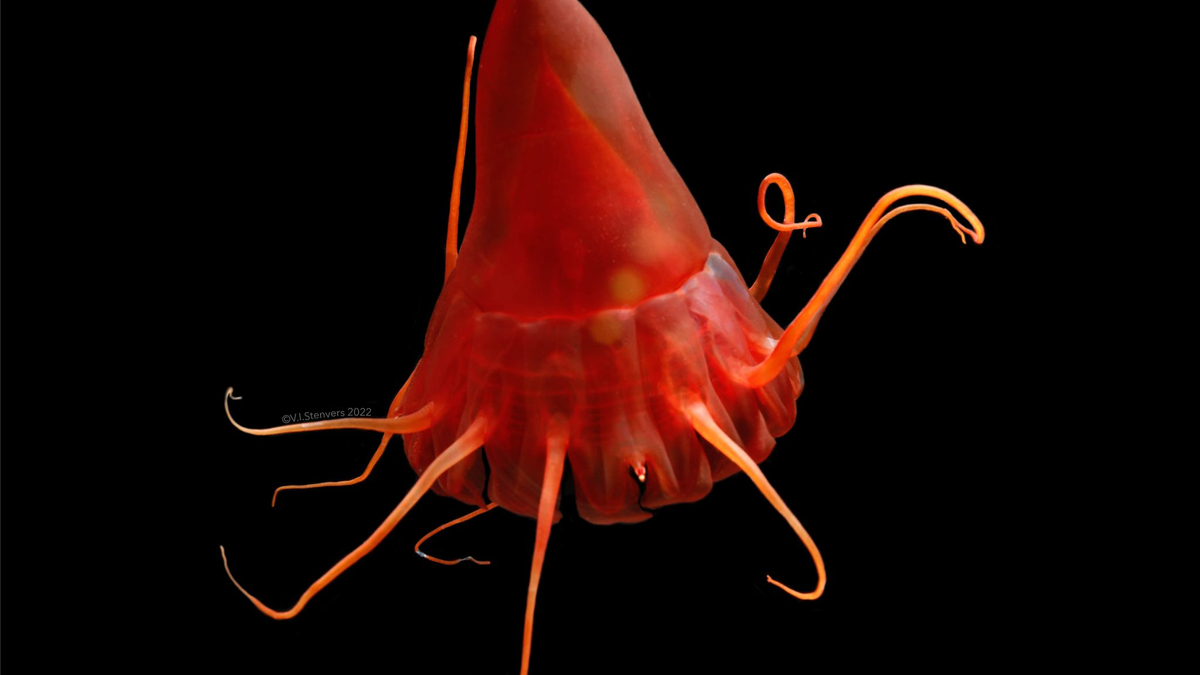 Eine Helmqualle (Periphylla periphylla) im Nordpazifik. - Foto: Vanessa Stenvers/Geomar/dpa