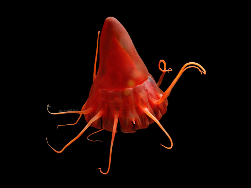 Eine Helmqualle (Periphylla periphylla) im Nordpazifik. - Foto: Vanessa Stenvers/Geomar/dpa