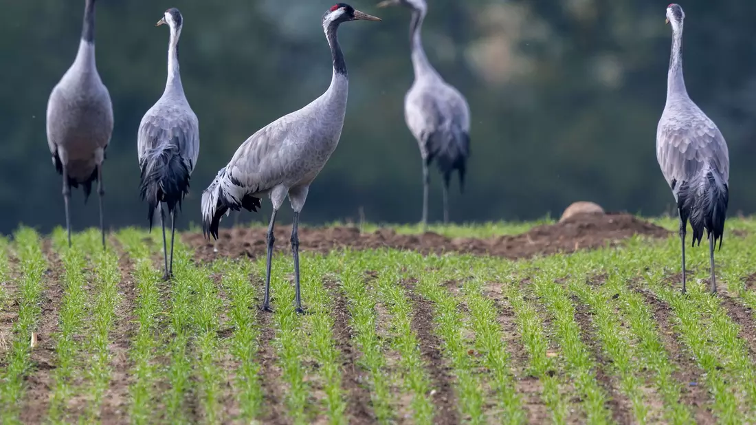 Der Naturschutzbund Deutschland (Nabu)  beobachtet ein verändertes Zugverhalten bei Kranichen. - Bild: Jens Büttner/dpa