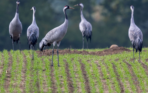 Der Naturschutzbund Deutschland (Nabu) beobachtet ein verändertes Zugverhalten bei Kranichen. - Foto: Jens Büttner/dpa Der Naturschutzbund Deutschland (Nabu) beobachtet ein verändertes Zugverhalten bei Kranichen. - Foto: Jens Büttner/dpa