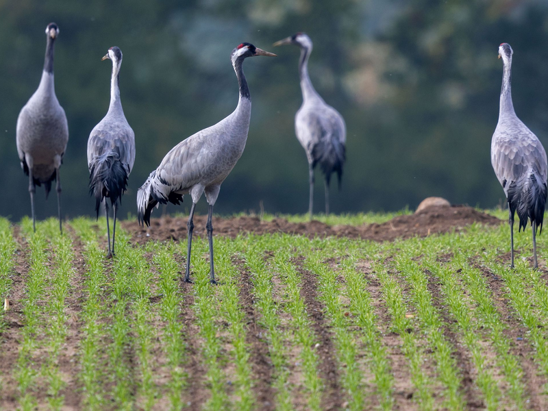 Der Naturschutzbund Deutschland (Nabu)  beobachtet ein verändertes Zugverhalten bei Kranichen. - Foto: Jens Büttner/dpa