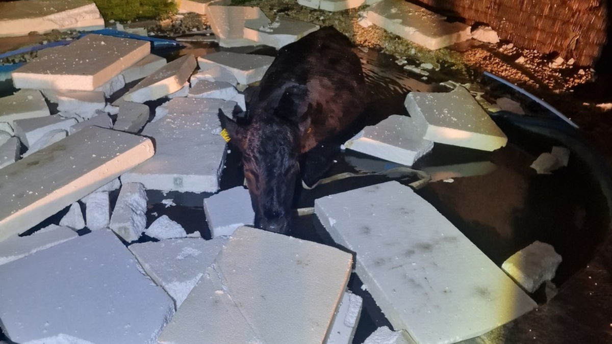 LPI-J: Da schwimmt eine Kuh im Pool - Foto: presseportal.de