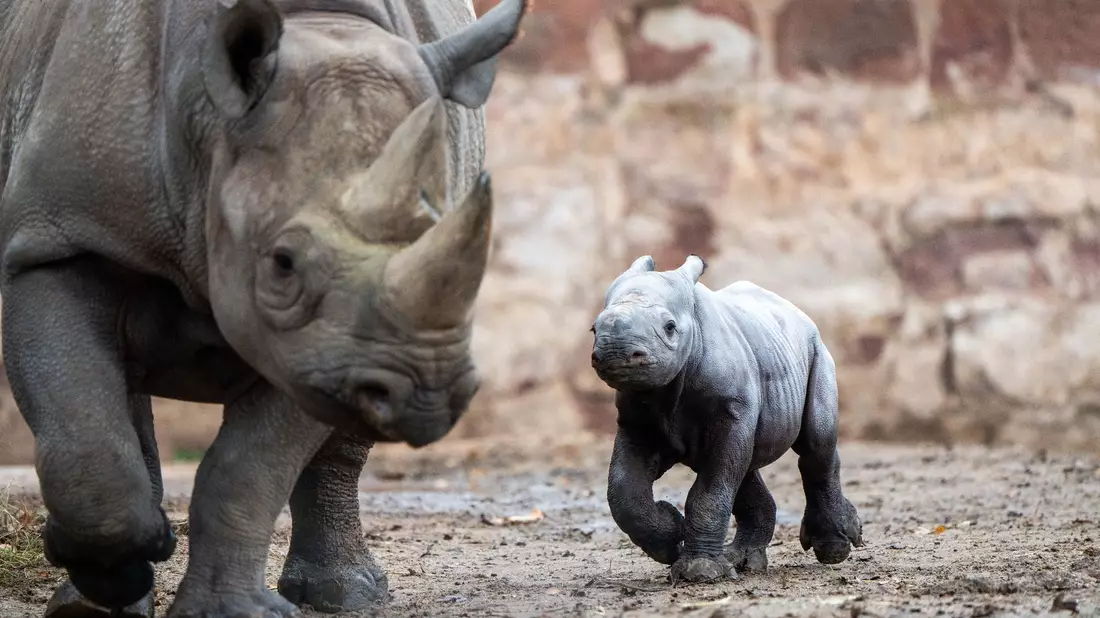 Das kleine Nashornjunge läuft neben seiner Mutter im Chester Zoo. - Bild: Chester Zoo/dpa