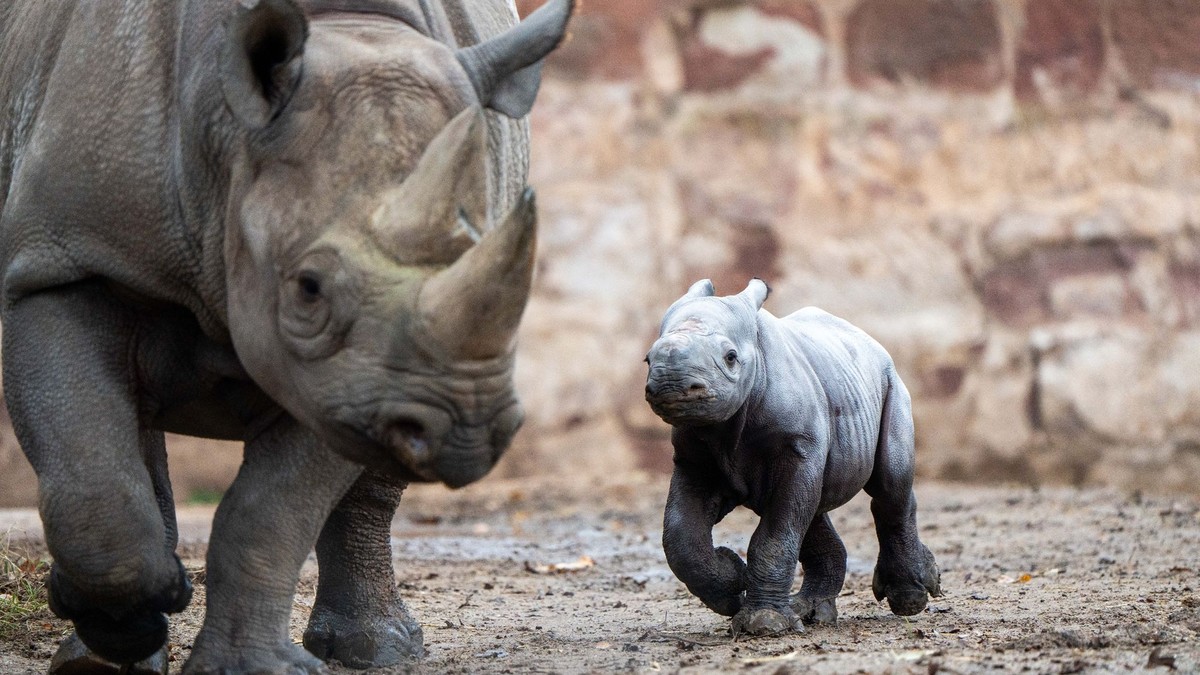 Das kleine Nashornjunge läuft neben seiner Mutter im Chester Zoo. - Foto: Chester Zoo/dpa