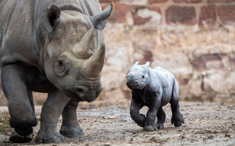 Das kleine Nashornjunge läuft neben seiner Mutter im Chester Zoo. - Foto: Chester Zoo/dpa