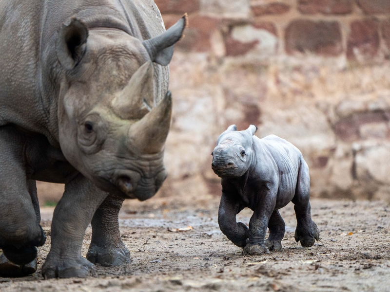 Das kleine Nashornjunge läuft neben seiner Mutter im Chester Zoo. - Foto: Chester Zoo/dpa