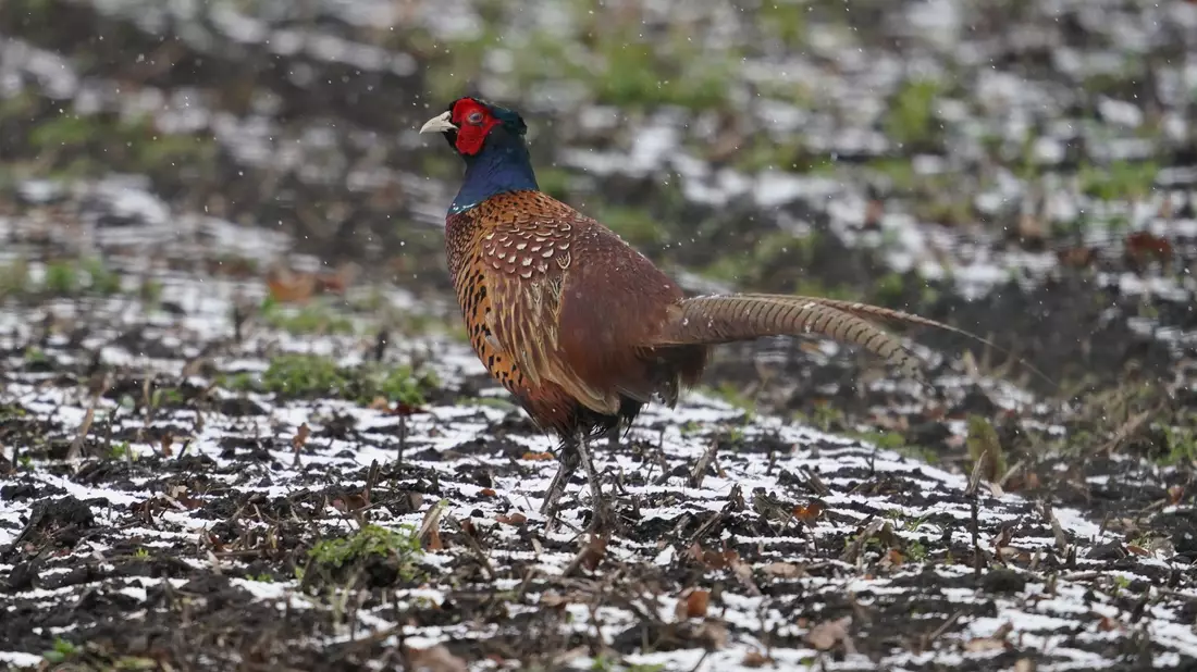 Ein Fasan läuft über einen Acker.  In einer dänischen Fasanenzucht nahe der deutschen Grenze ist die Vogelgrippe nachgewiesen worden. - Bild: Marcus Brandt/dpa