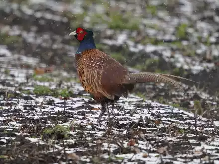 Ein Fasan läuft über einen Acker.  In einer dänischen Fasanenzucht nahe der deutschen Grenze ist die Vogelgrippe nachgewiesen worden. - Foto: Marcus Brandt/dpa
