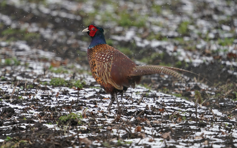 Ein Fasan läuft über einen Acker.  In einer dänischen Fasanenzucht nahe der deutschen Grenze ist die Vogelgrippe nachgewiesen worden. - Foto: Marcus Brandt/dpa