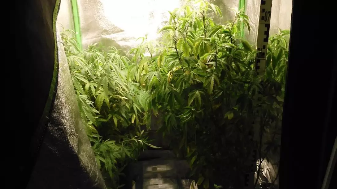 POL-SI: Polizei hatte zwei Mal richtigen Riecher - Hanfplantage entdeckt -#polsiwi - Bild: presseportal.de