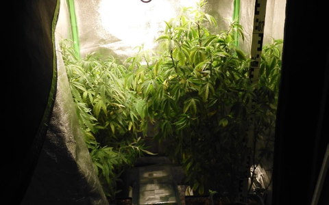 POL-SI: Polizei hatte zwei Mal richtigen Riecher - Hanfplantage entdeckt -#polsiwi - Foto: presseportal.de