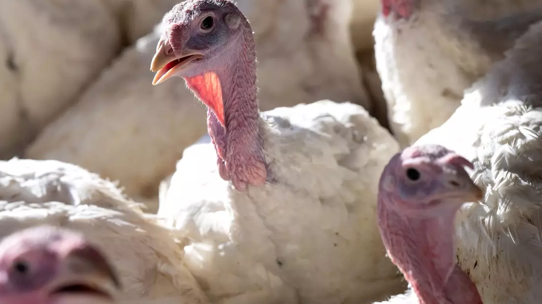14 Wochen alte Puten stehen in einem Stall. Die Vogelgrippe ist in den vergangenen Tagen in mehreren deutschen Geflügelhöfen ausgebrochen. - Bild: Sven Hoppe/dpa