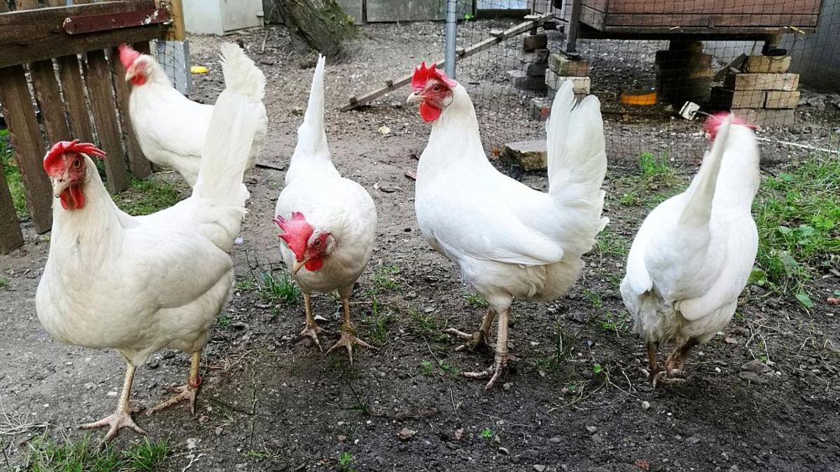 Hühner (Archiv) - Foto: über dts Nachrichtenagentur