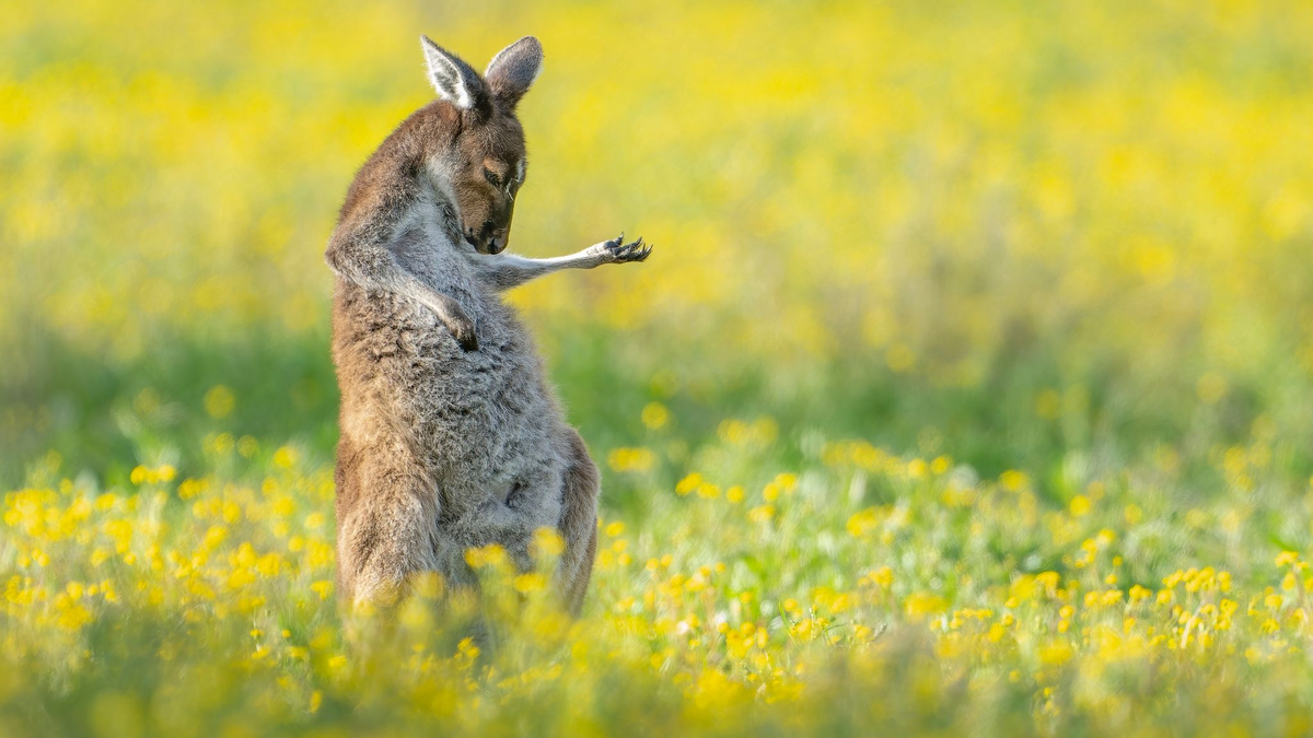 Rock The House: «Air Guitar Roo» von Jason Moore. - Foto: Jason Moore/Comedy Wildlife Awards 2023/dpa