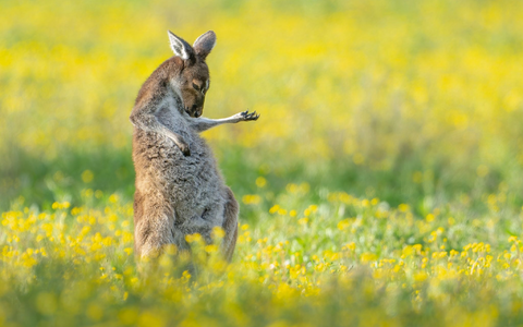 Rock The House: «Air Guitar Roo» von Jason Moore. - Foto: Jason Moore/Comedy Wildlife Awards 2023/dpa