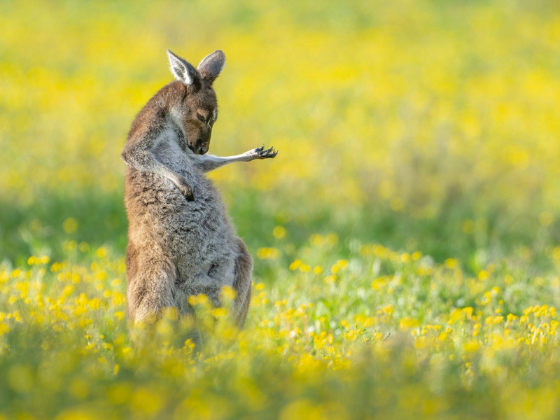 Rock The House: «Air Guitar Roo» von Jason Moore. - Foto: Jason Moore/Comedy Wildlife Awards 2023/dpa