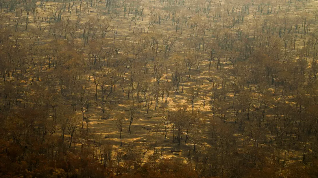 Verbrannte Bäume im Pantanal. - Bild: Joédson Alves/Agencia Brazil/dpa