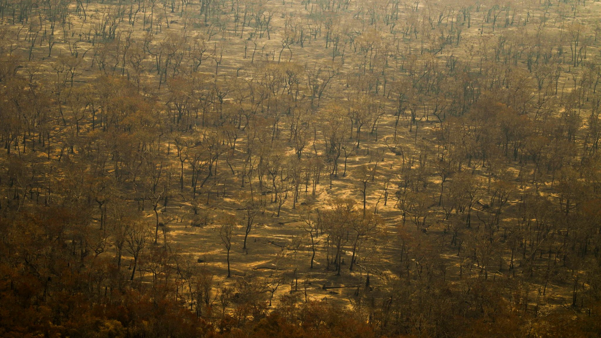 Verbrannte Bäume im Pantanal. - Foto: Joédson Alves/Agencia Brazil/dpa
