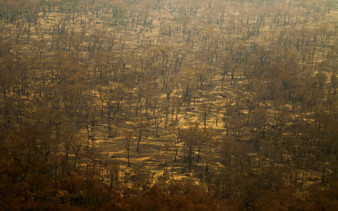 Verbrannte Bäume im Pantanal. - Foto: Joédson Alves/Agencia Brazil/dpa
