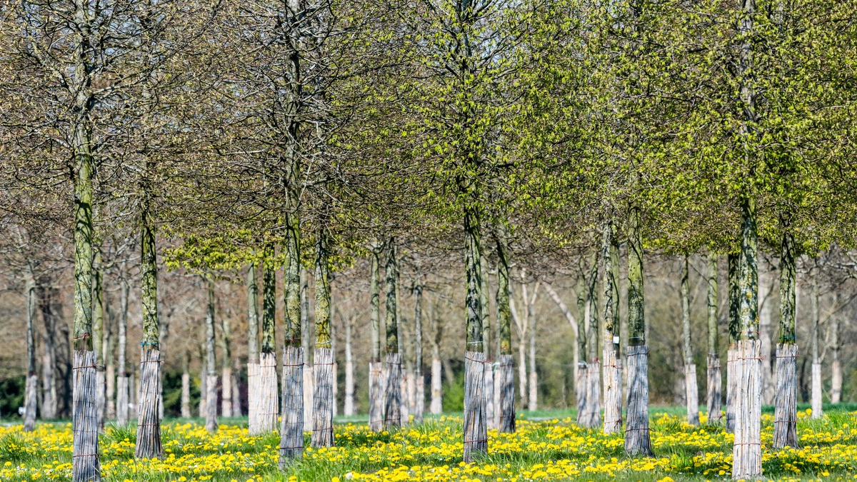 BdB begrüßt das Scheitern der SUR - Unwägbarkeiten für Sonderkultur Baumschule damit vom Tisch - Foto: presseportal.de