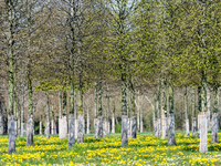 BdB begrüßt das Scheitern der SUR - Unwägbarkeiten für Sonderkultur Baumschule damit vom Tisch - Foto: presseportal.de