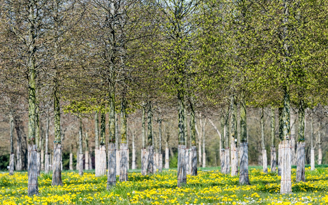 BdB begrüßt das Scheitern der SUR - Unwägbarkeiten für Sonderkultur Baumschule damit vom Tisch - Foto: presseportal.de