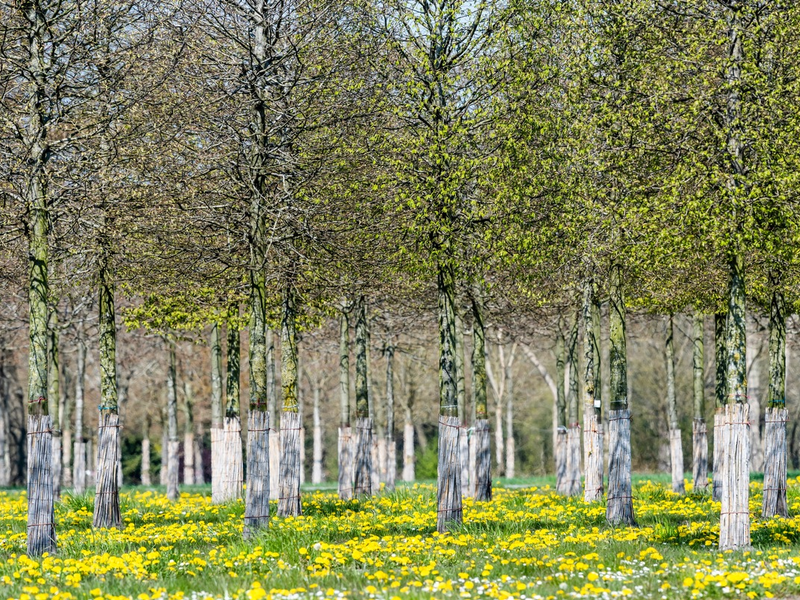 BdB begrüßt das Scheitern der SUR - Unwägbarkeiten für Sonderkultur Baumschule damit vom Tisch - Foto: presseportal.de