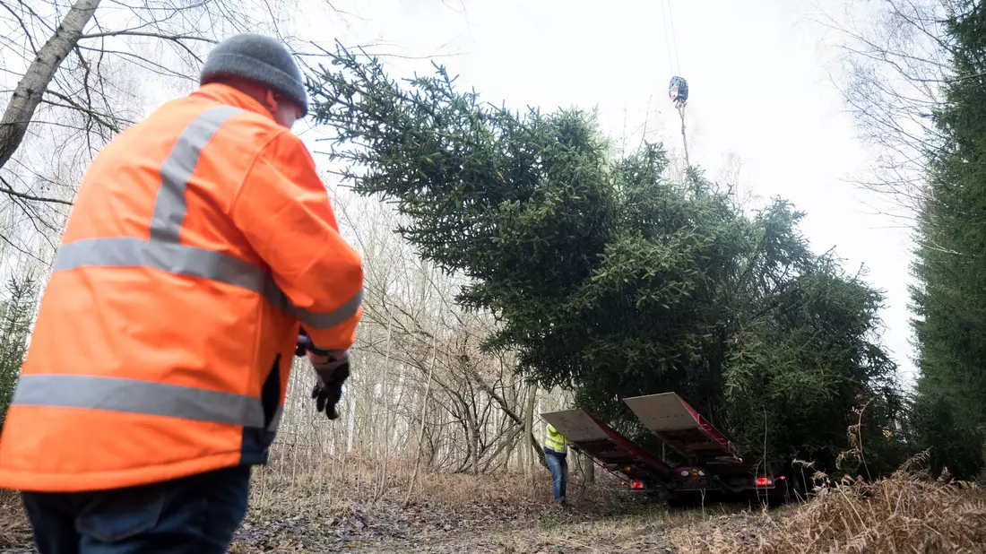 Der Weihnachtsbaum für das Bundeskanzleramt wird im Eberswalder Stadtwald auf einen Lastwagen geladen. - Bild: Sebastian Christoph Gollnow/dpa