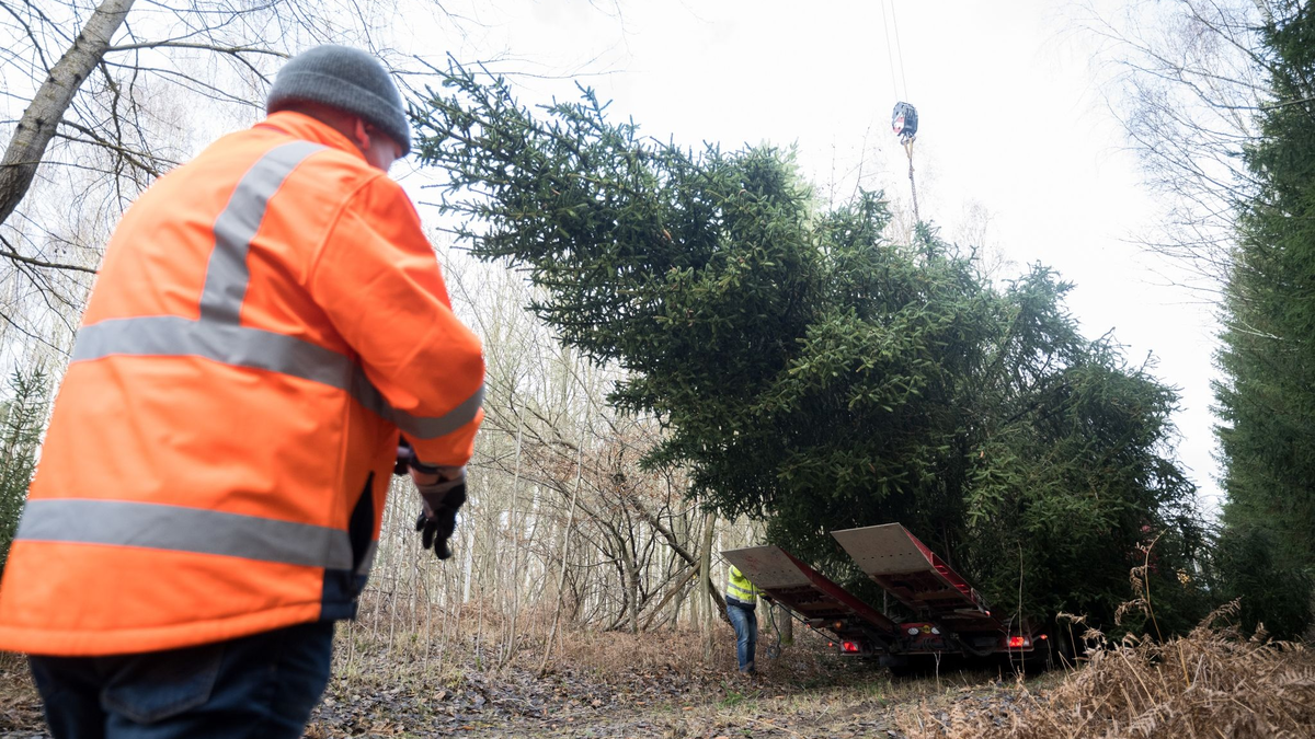 Der Weihnachtsbaum für das Bundeskanzleramt wird im Eberswalder Stadtwald auf einen Lastwagen geladen. - Foto: Sebastian Christoph Gollnow/dpa