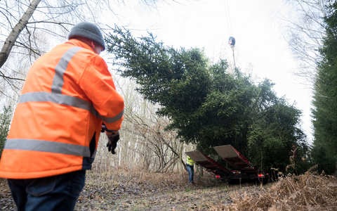 Der Weihnachtsbaum für das Bundeskanzleramt wird im Eberswalder Stadtwald auf einen Lastwagen geladen. - Foto: Sebastian Christoph Gollnow/dpa