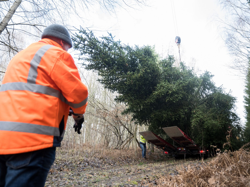Der Weihnachtsbaum für das Bundeskanzleramt wird im Eberswalder Stadtwald auf einen Lastwagen geladen. - Foto: Sebastian Christoph Gollnow/dpa