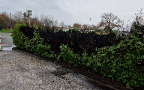FFW Schiffdorf: Heckenbrand: Feuer vor Ankunft der Feuerwehr gelöscht - Foto: presseportal.de