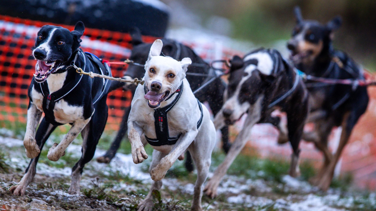 Kerstin Galisch vom Verein HSF Harz auf der Strecke. - Foto: Jens Büttner/dpa